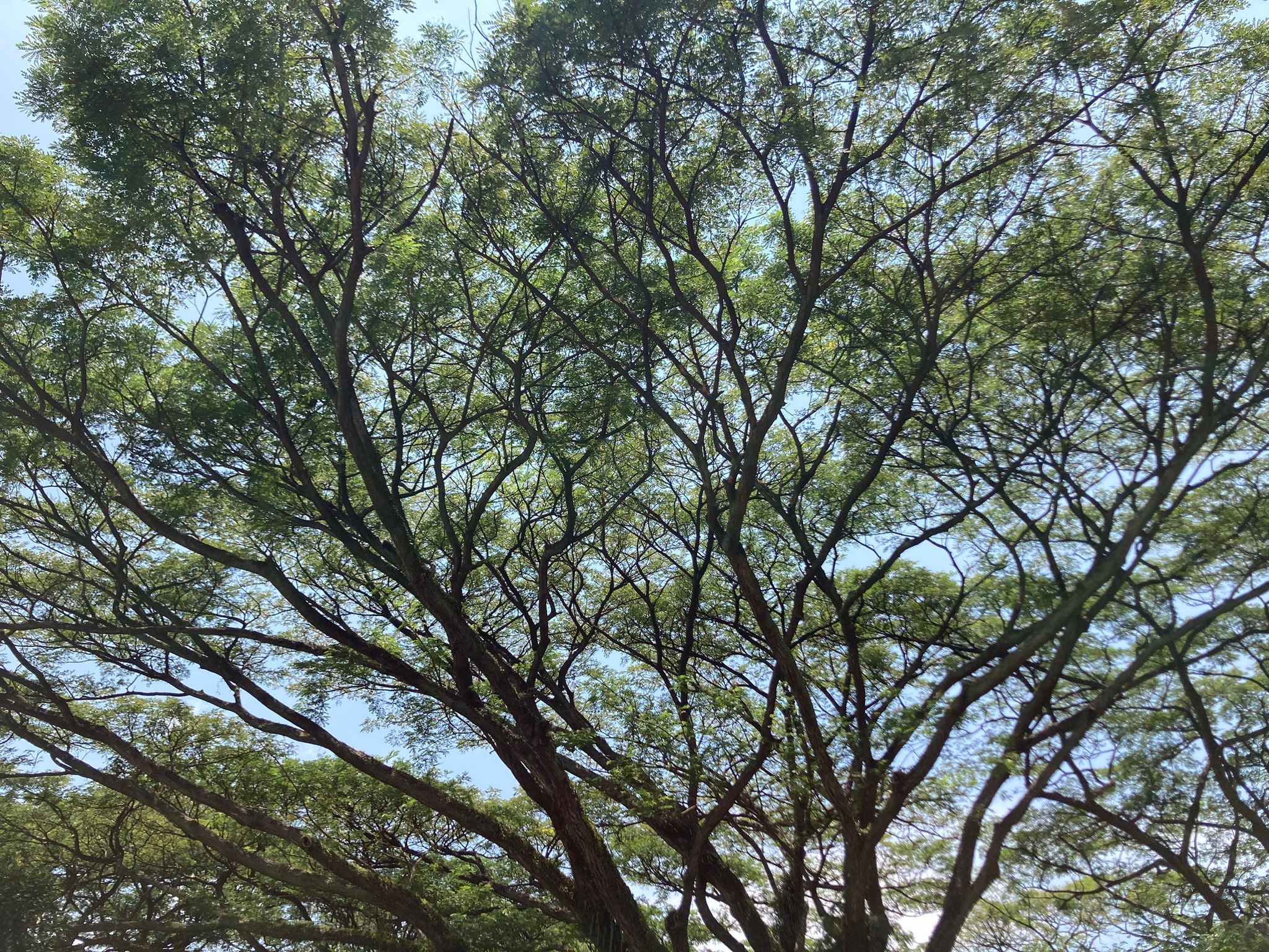 The canopy of a rain tree, Samanea saman, on the NUS campus, Singapore