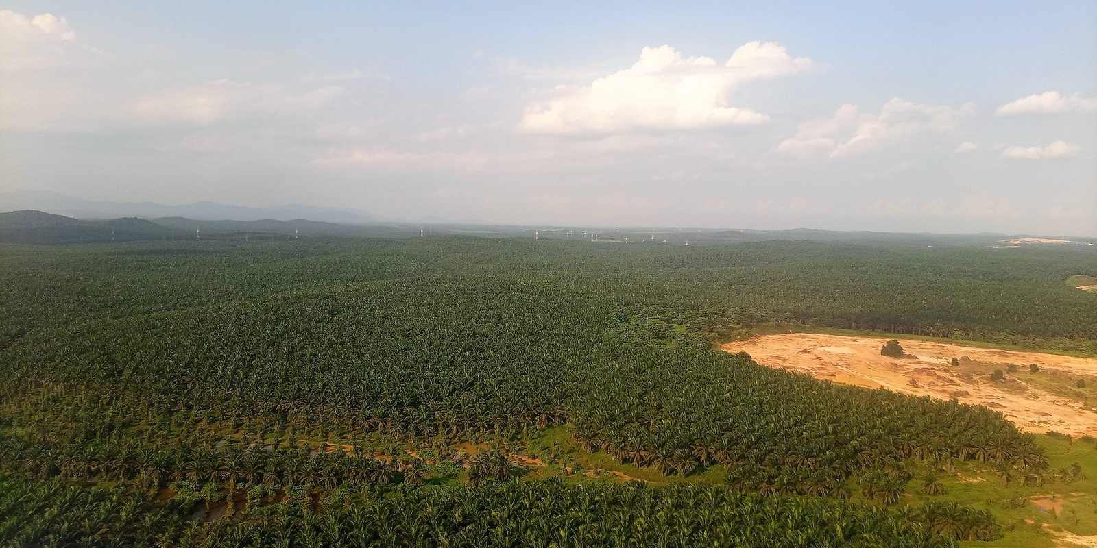 Cleared ground meeting oil palm plantation, Johor, Malaysia