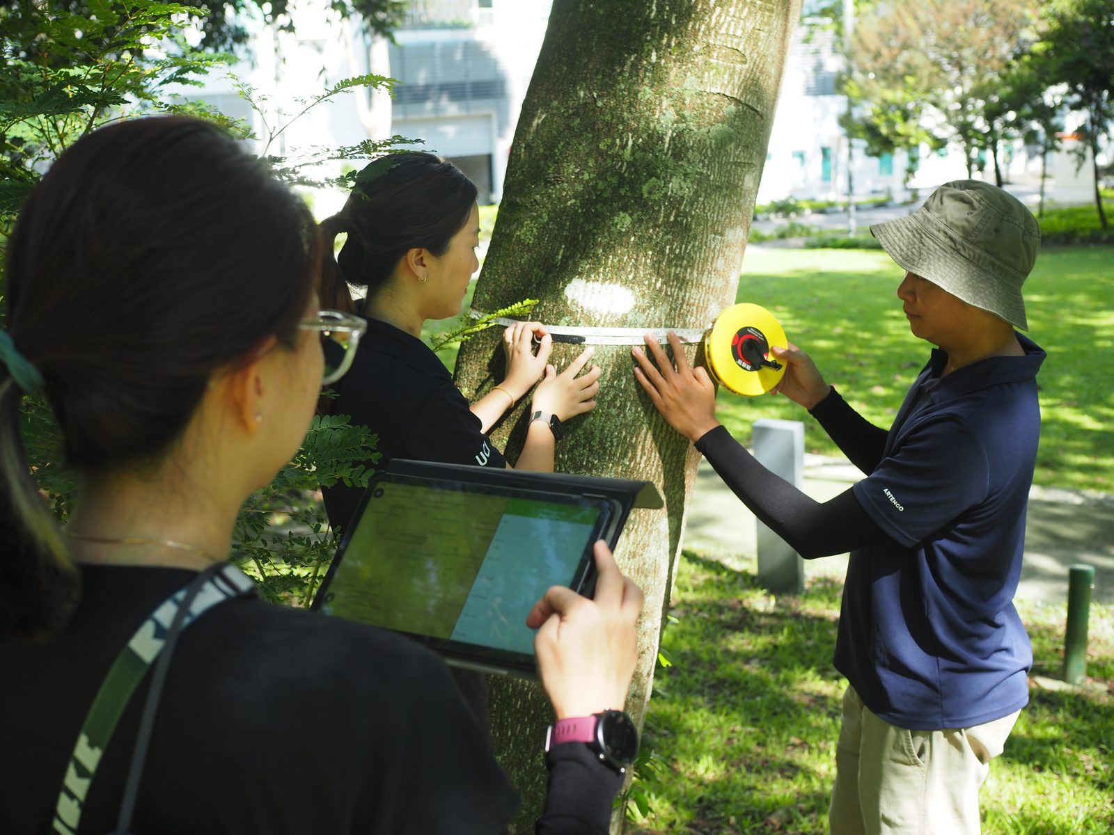 Researchers measuring a tree trunk with a tape while a colleague records data on a tablet, Singapore