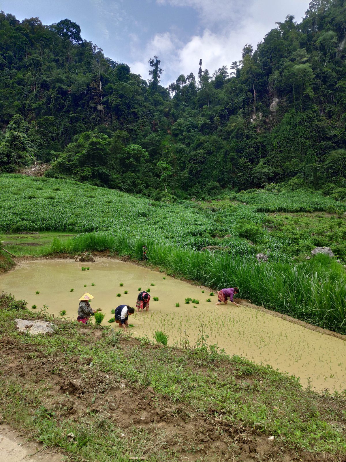 Working in the rice fields in northern Vietnam