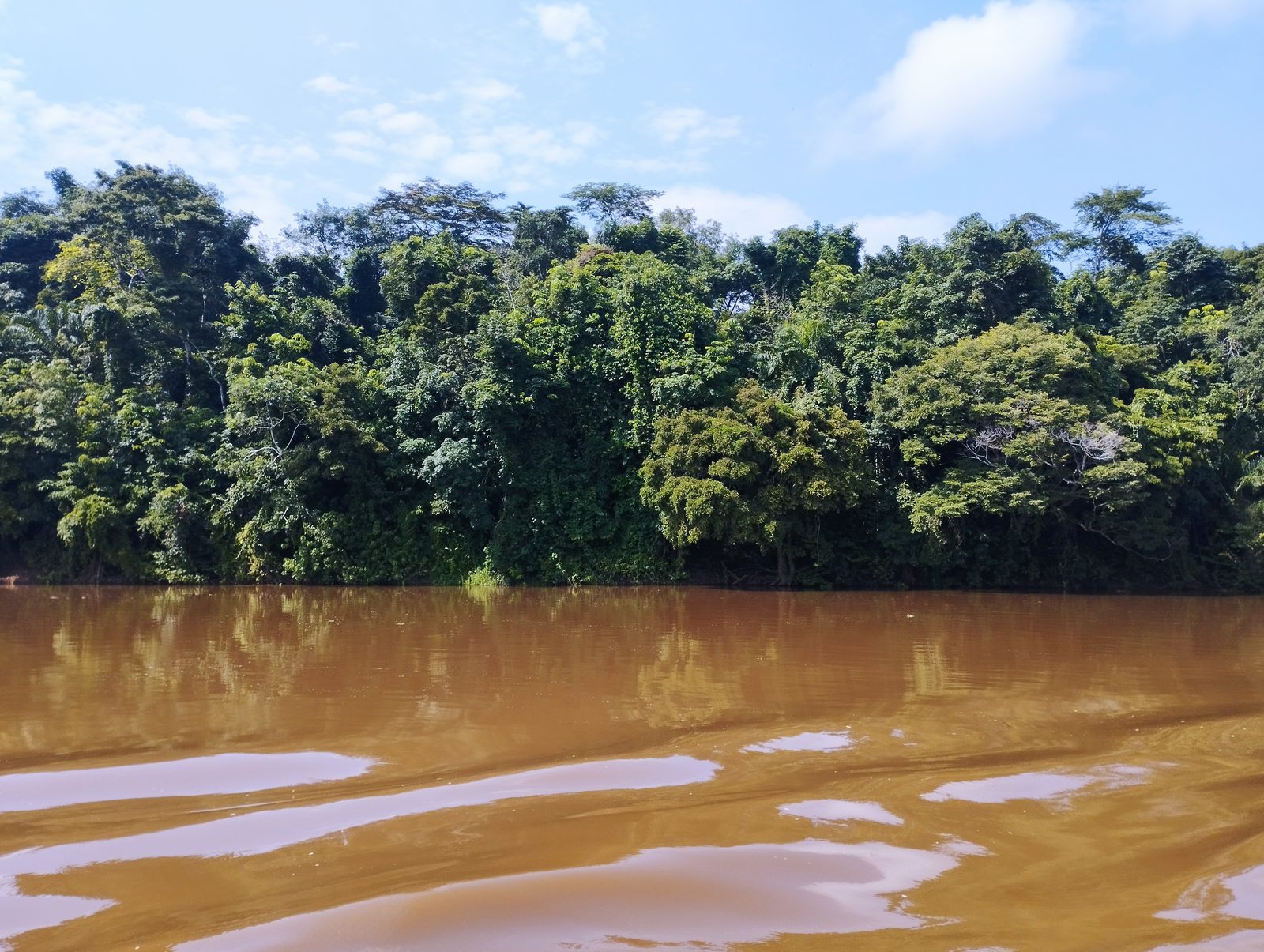 The Congo River and the rainforest along it