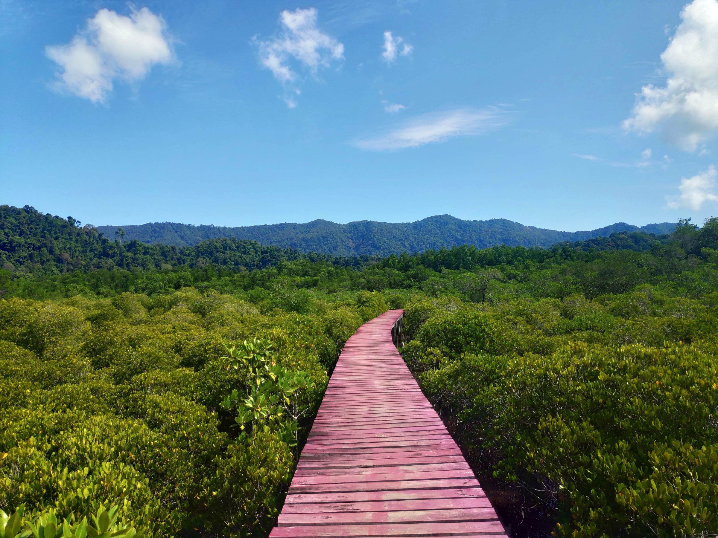 A boardwalk through mangrove forest toward distant mountains, Koh Chang, Thailand