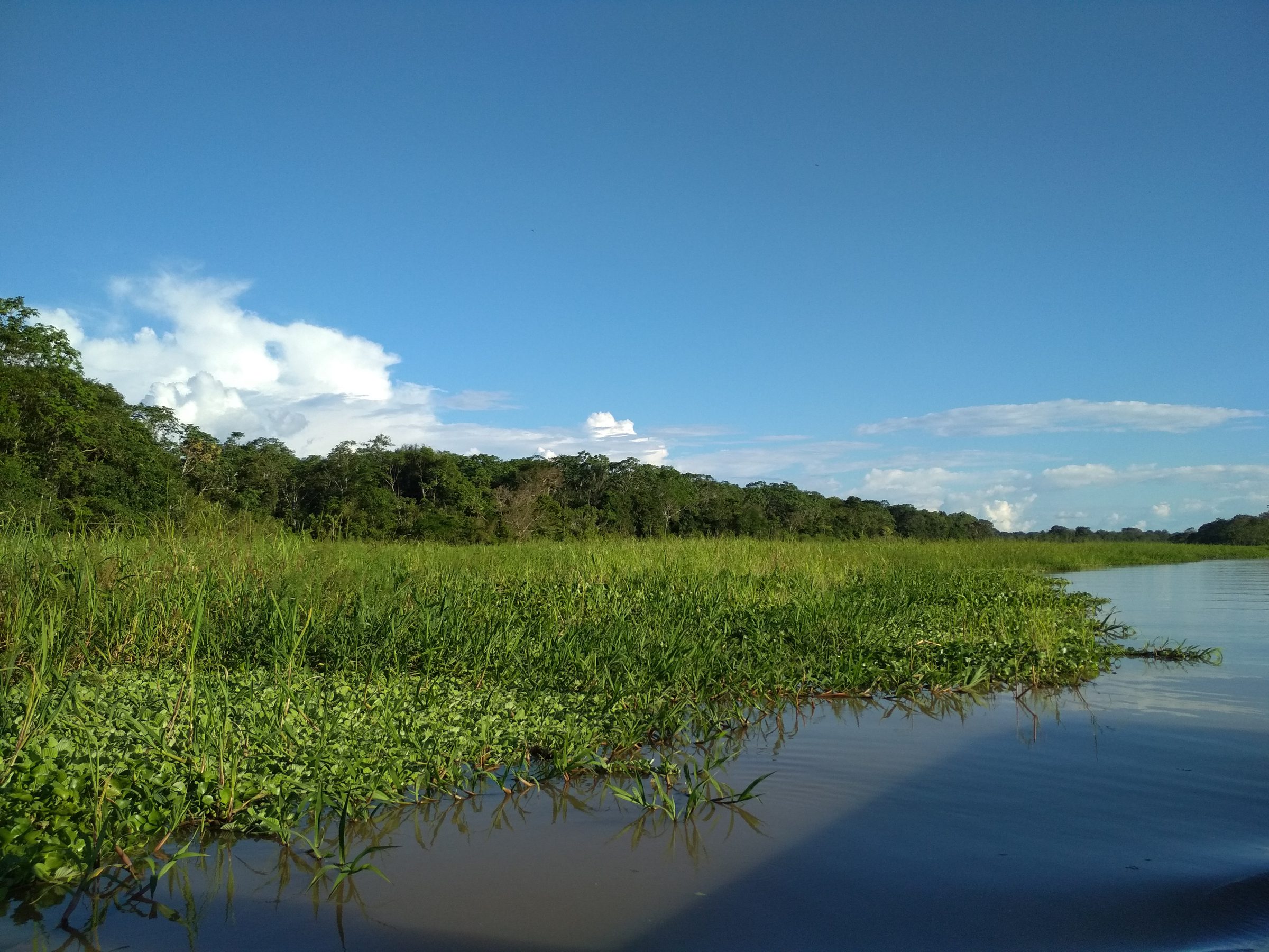 The Amazon River and rainforest near Iquitos, Peru