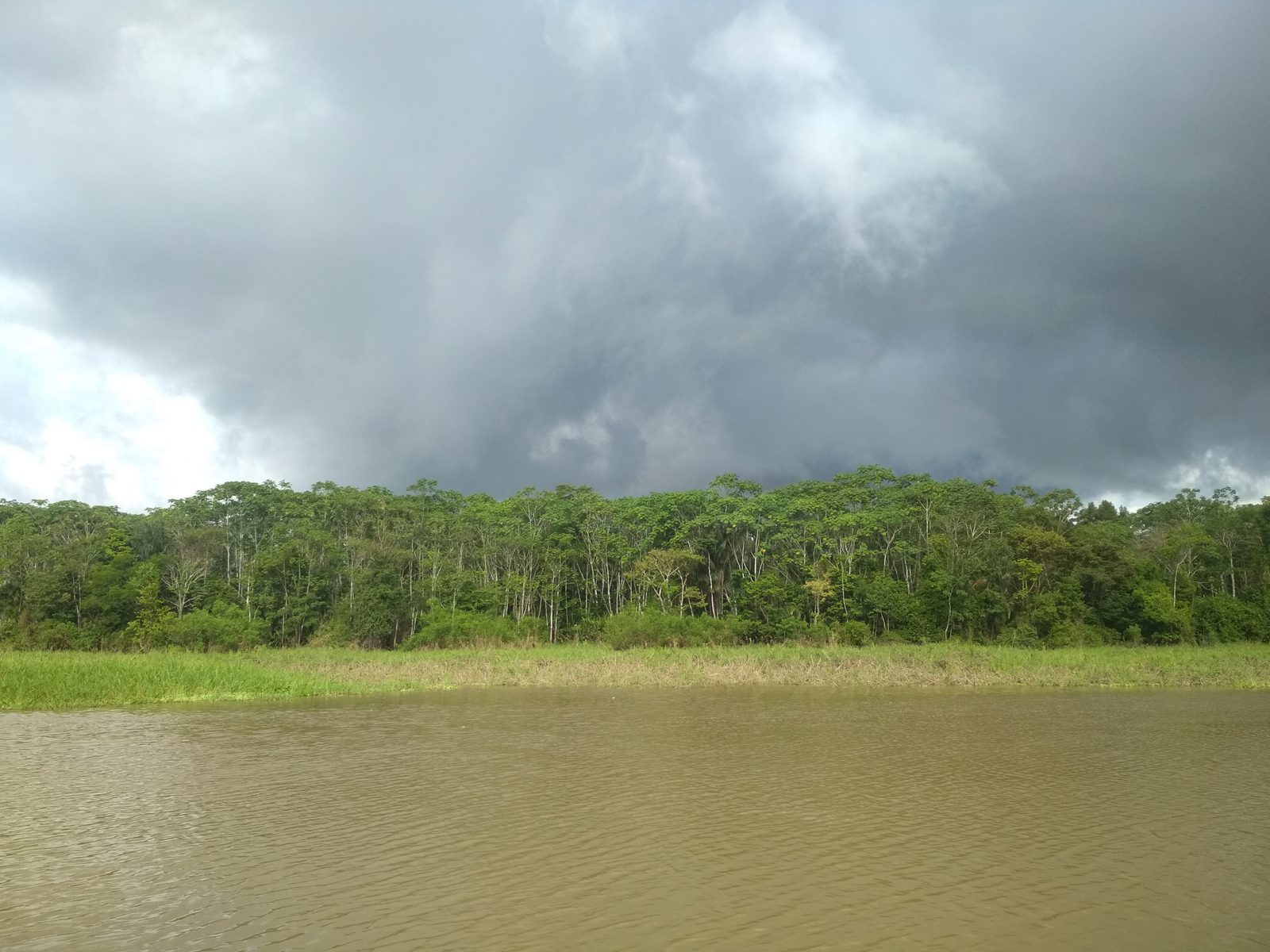 Rainforest along a river near Iquitos, Peru