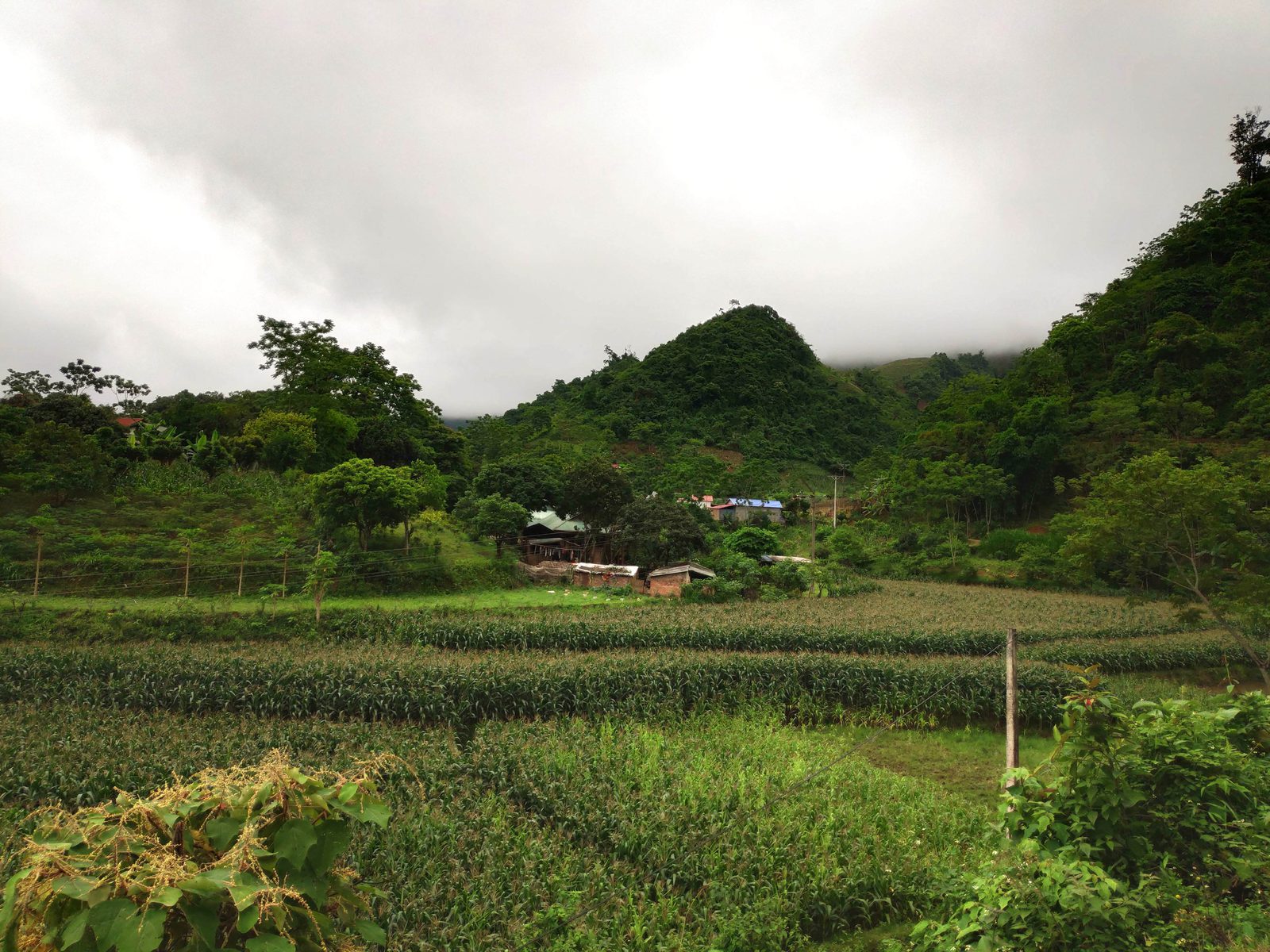 Smallholder cultivation among forested hills, Moc Chau, Vietnam