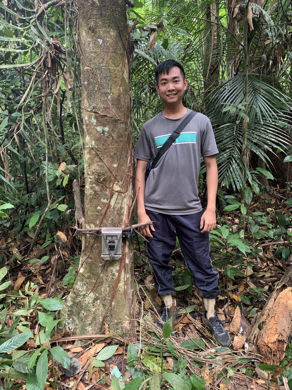 A camera trap strapped to a tree in forest at Krau, Peninsular Malaysia